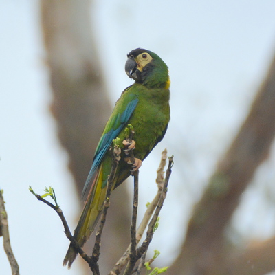 Golden-Collard Macaw